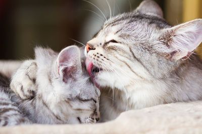 Loving cat mom hugs and licks her puppy, siberian breed and silver hair color