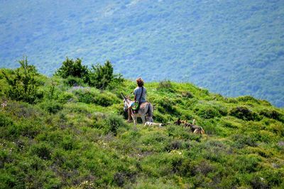 Rear view of woman sitting on donkey amidst plants