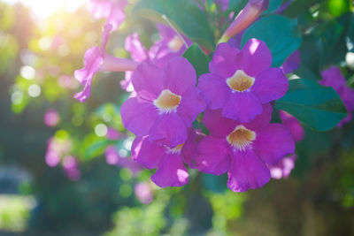 Close-up of pink flowering plant