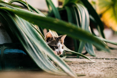 Close-up of kitten amidst plants