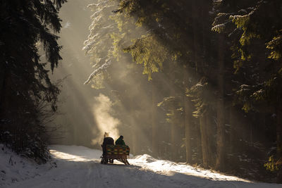 Silhouette people in sleigh on snow covered road amidst trees in forest