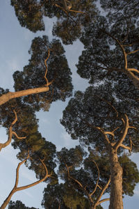 Low angle view of trees against sky