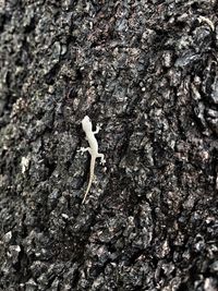 Close-up of lizard on tree