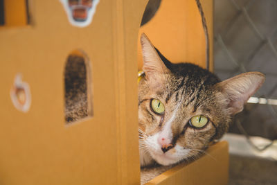 Close-up portrait of cat