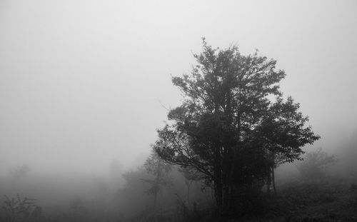 Tree against sky during foggy weather