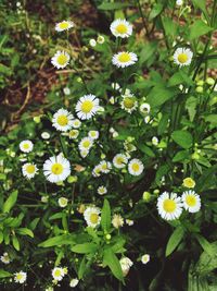 Close-up of yellow flowers blooming outdoors