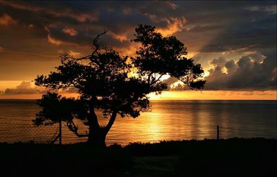 Silhouette of trees at sunset