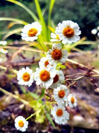 Close-up of white daisy blooming outdoors