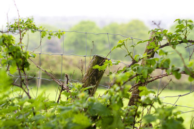 Bird perching on a tree