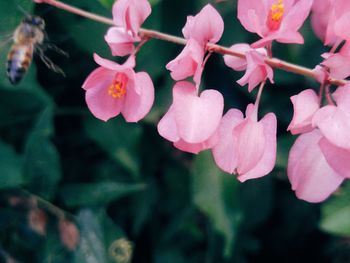 Close-up of fresh pink flowers blooming outdoors