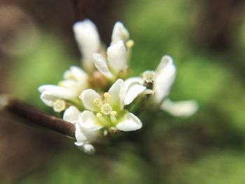 Close-up of white flowers