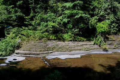 Scenic view of river amidst trees in forest