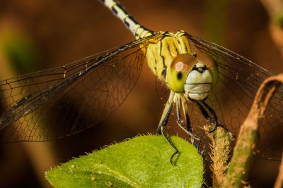 Close-up of dragonfly on leaf