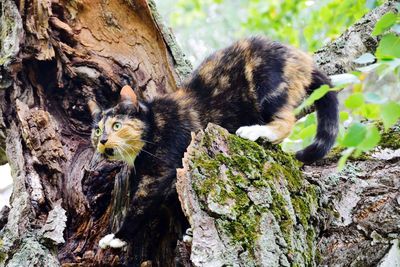 Close-up of squirrel on tree trunk