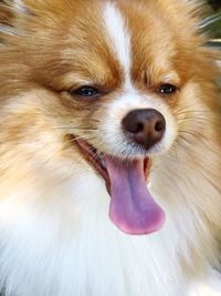 Close-up of pomeranian sticking out tongue