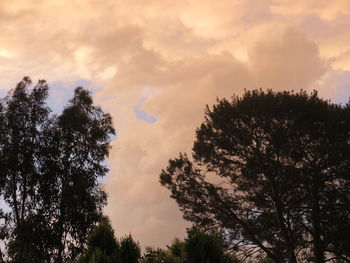 Low angle view of silhouette trees against sky during sunset