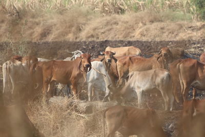 Cows on field