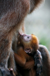 Close-up of monkey