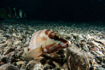 Close-up of fish swimming in sea