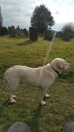 Dog standing in a field