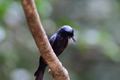 Close-up of bird perching on branch