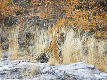 Tigress on a rock under a huge  kardhai tree. 


