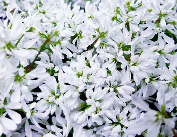 Full frame shot of white flowering plants