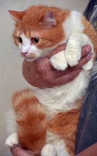 Close-up of person hand with kitten