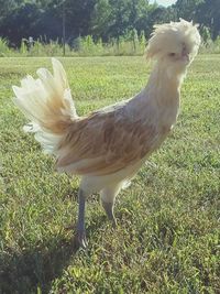 Close-up of rooster on field