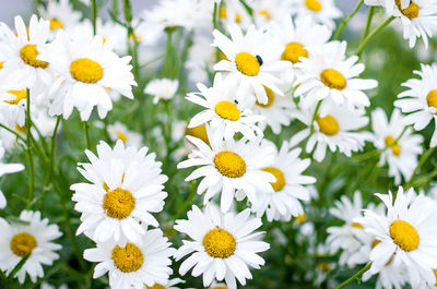 Close-up of white daisy flowers