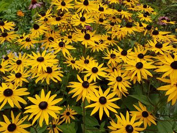 Yellow flowers blooming on field
