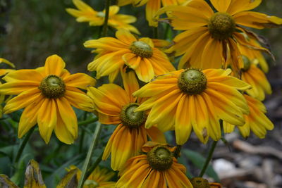 Close-up of yellow daisy flowers