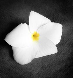 Close-up of white flowers