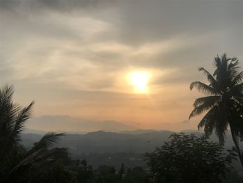 Palm trees against sky during sunset