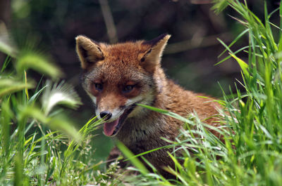 Portrait of an animal on grass