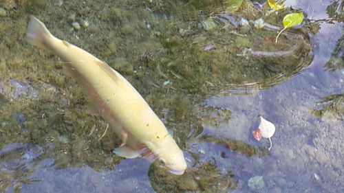 Fish swimming in sea