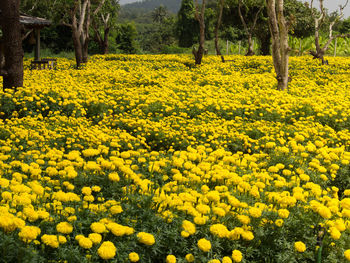 Scenic view of oilseed rape field