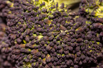 Full frame shot of purple flowering plant