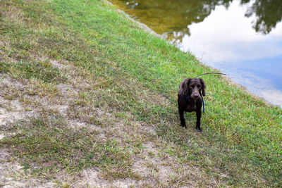 Dog standing on field