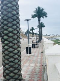 View of palm trees against sky