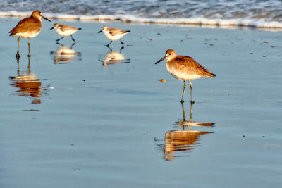 Birds perching on a lake