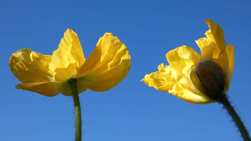 Low angle view of yellow flowering plant against clear blue sky