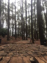 View of trees in forest