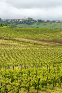 Scenic view of vineyard against sky