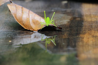 Close-up of insect on leaf