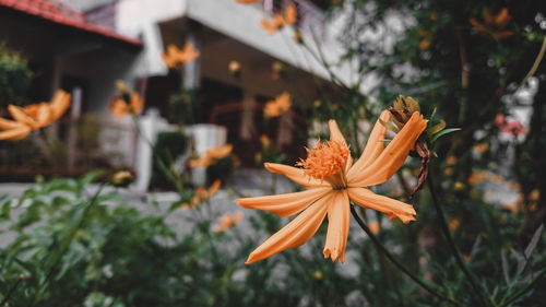 Close-up of orange flower