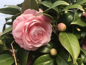 Close-up of pink rose plant