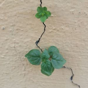 Close-up of fresh green plant