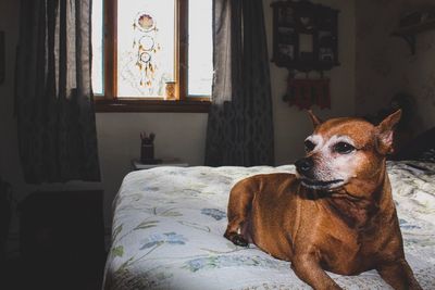 Portrait of dog relaxing on bed at home
