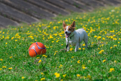 View of a dog on field